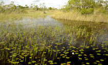 A photo of a water way in the Everglades National Park