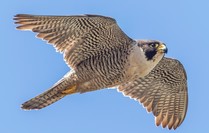 A  peregrine falcon taken by BLM Volunteer Gary O’Neill taken at the Piedras Blancas Light Station.