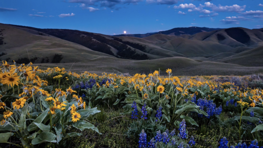 Yellow and purple flowers grow in a meadow surrounded by hills and a moonlit sky