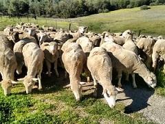 A herd of sheep grazing. 