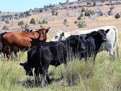  Cattle grazing. 