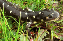 A tiger salamander.