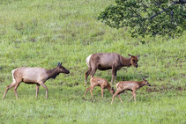 A small herd of Elk.