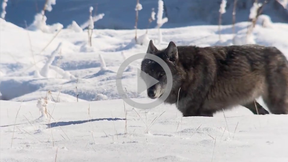 A wolf walking through snow