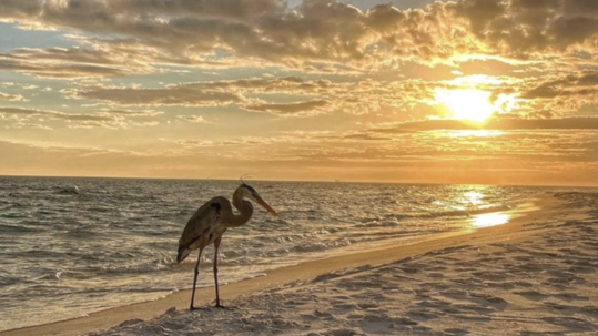 A blue heron stands on a sunset beach
