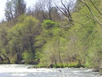 A photo of a river on the edge of a tree line.