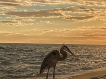 Video Still of a bird on a beach during sunset.