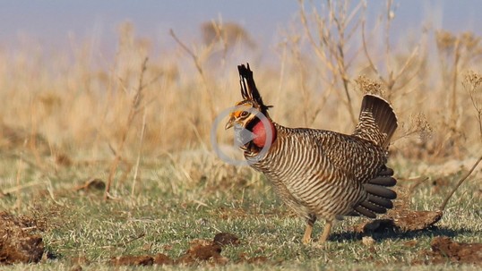 A male lesser prairie chicken struts through tall grass