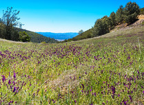 A gently sloping field of purple blooms set between two hills on either side with pines overlooking a mountain in the distance. 