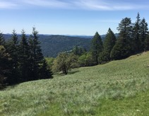 Lacks Creek: Green field with stands of tall pines and a dark green mountain met by blue sky in the background.