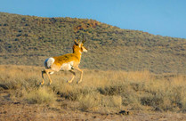 A lone pronghorn bounding in mid air situated in a field of grasses. 