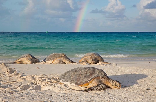 Four turtles bask on the beach next to the ocean