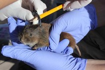 Armagosa Vole is being held by two hands while measured with an instrument.