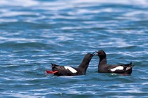 Two Pigeon Guillemots, seabirds of the northern Pacific. Photo by Bob Wick, BLM.