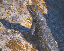 Lizard of the Sceloporus genus on granite rock. Photo by Jesse Pluim, BLM