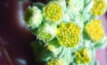 Close up of fringed sage (Artemisia frigida)