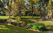Cypress pond near the entrance to Melrose at Natchez National Historic Park. Photo by Steven Markos