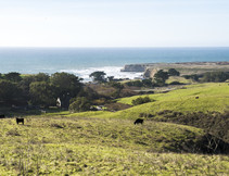 Cattle graze in a green field with the ocean in the background. 