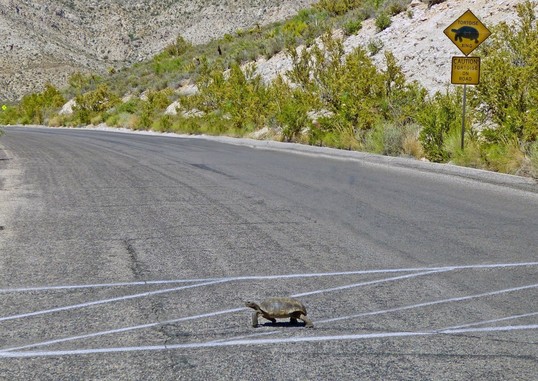 A tortoise crosses the road