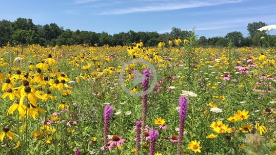 A huge assortment of different colored flowers in a meadow
