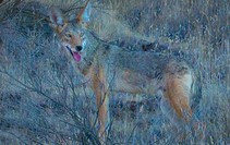 Coyote standing in grass at the Carrizo Plain National Monument