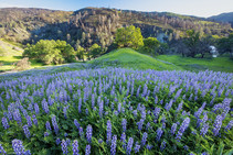 Stunning lupine flowers in the foreground of Cache Creek Wilderness Area. Photo by Bob Wick, BLM