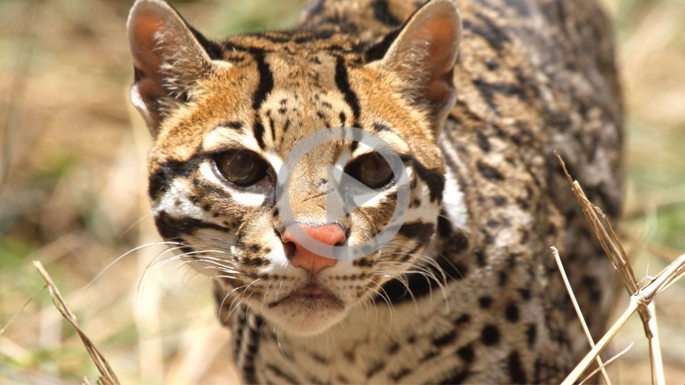 A spotty wild cat looks intently ahead