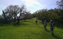 Photo of three AmeriCorps members walking on trail in the Berryessa Snow National Monument with lush green grasses and oaks. 