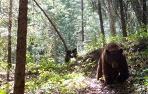 Trail cam photo capturing mama bear and two cubs in background that appear to be kissing in the forest. 