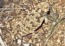 Horned lizard, blending into its surrounding_Photo by BLM
