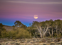 Landscape shot of Bodie Hills. Trees with stark white bark and view of full moon in the background. Photo by Bob Wick of BLM