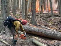 Firefighter cutting downed wood in a stand of trees with fire in the background_BLM