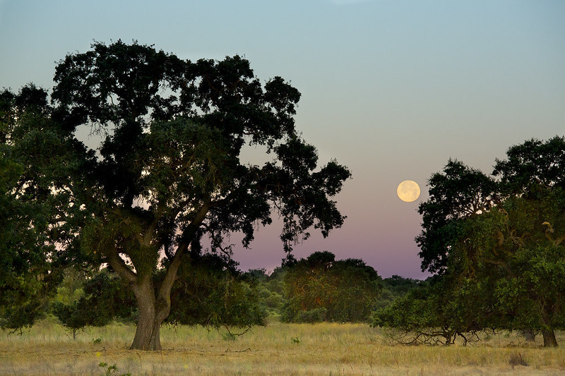 Cosumnes River Preserve landscape of oaks and dry grasses framing a full moon at dusk_photo by Bob Wick of BLM