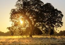 The Cosumnes River Preserve:  Large Valley Oak tree at sunset. Photo by Bob Wick, BLM.