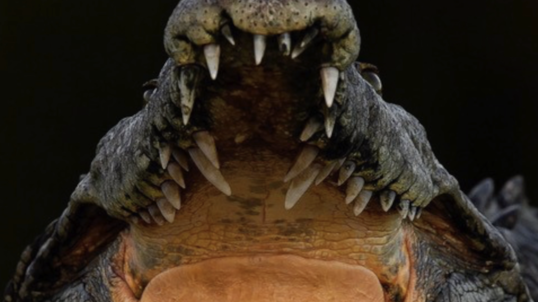 A crocodile opens its mouth and shows its teeth