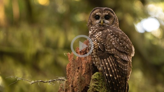 A spotted owl sits on a tree branch