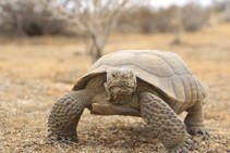 A desert tortoise.