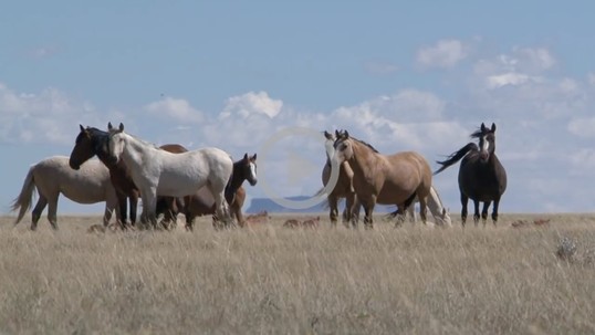 A large group of horses in a field