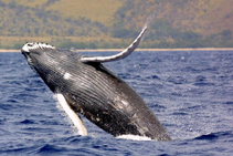 Humpback Whale exploding out of the water showcasing its beauty