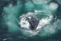 Lone humpback whale photographed from above in the act of bubble net feeding