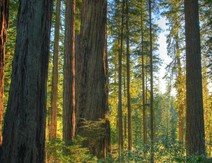 A redwood forest.