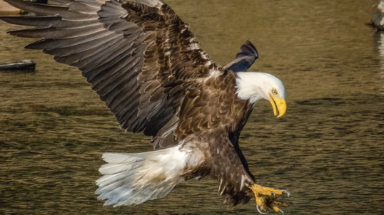 Bald eagle with outstretched wings.