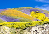 Hills filed with yellow and purple in wild flowers super bloom. 