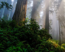 View of large redwoods at state parks location in California-sam-jezak-ste