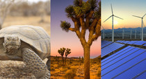 photo collage, desert tortoise, Joshua tree and solar panels with wind turbines in the background