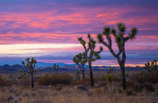 Twisted spikey trees line a desert landscape with a pink and blue sunset sky above
