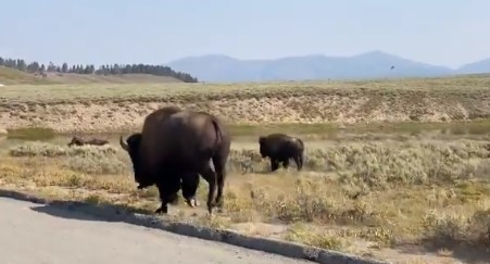 A picture of two bison