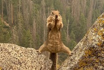 A squirrel standing on a rock. 