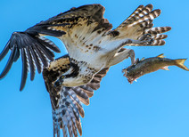An osprey with a fish.