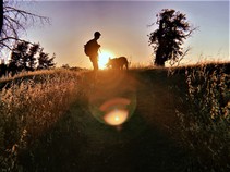 A hiker in a field with the sun setting in the background. 